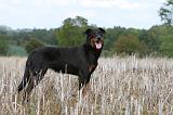 BEAUCERON 563